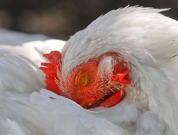 Feathers Fly as Bird Flu Bites South America