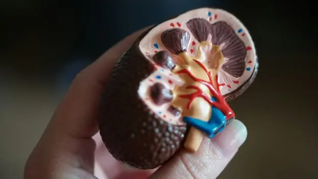 Climb Bio’s Kidney Drug Shows Promise